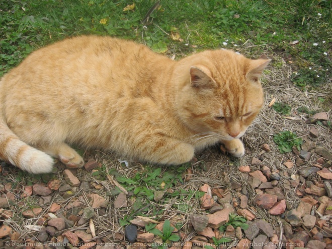 Photo de Chat domestique