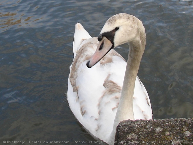 Photo de Cygne