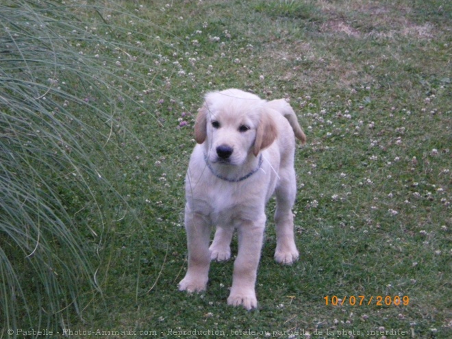 Photo de Golden retriever