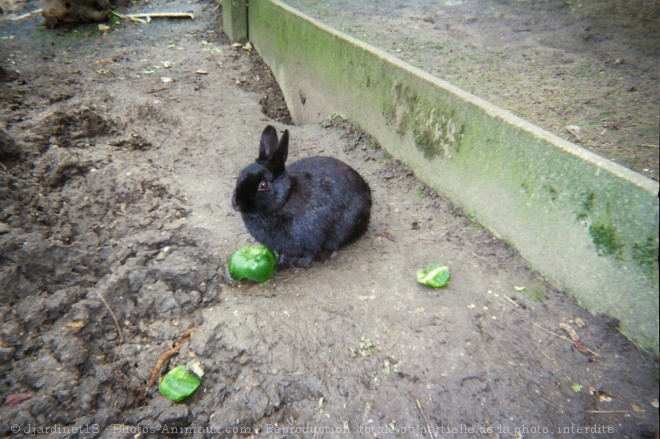 Photo de Lapin