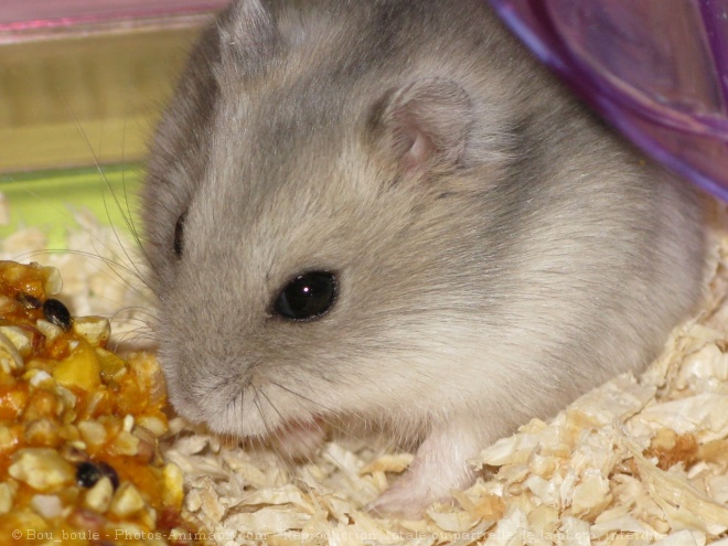 Photo de Hamster