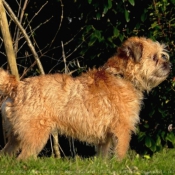 Photo de Border terrier