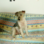 Photo de Fox terrier  poil dur