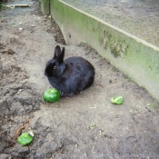 Photo de Lapin