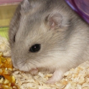 Photo de Hamster