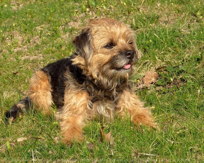 Photo de Border terrier