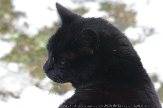 Photo de Chat domestique