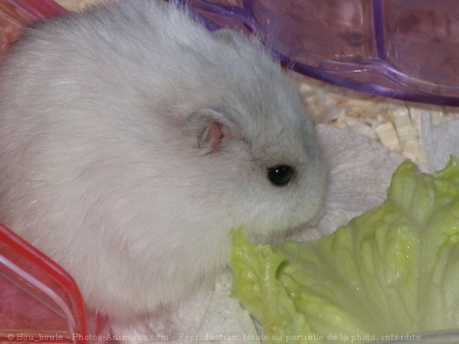 Photo de Hamster