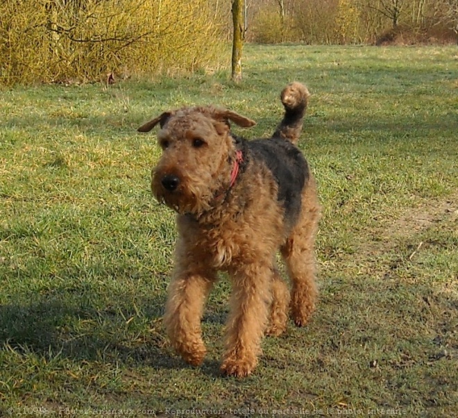 Photo d'Airedale terrier