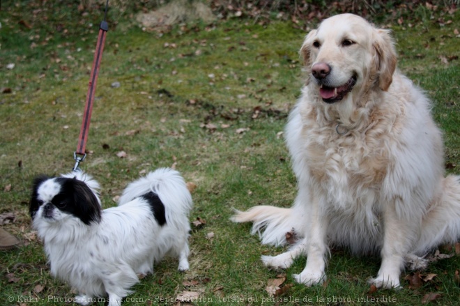 Photo de Races diffrentes