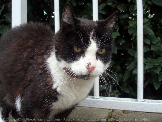 Photo de Chat domestique