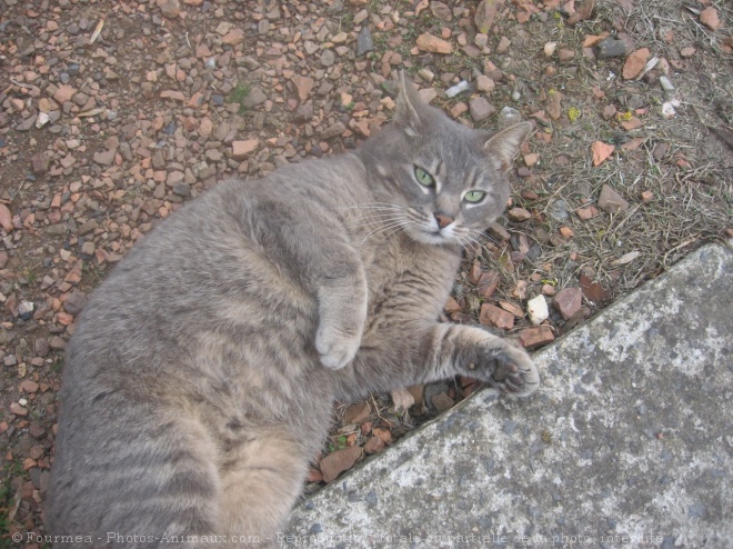 Photo de Chat domestique