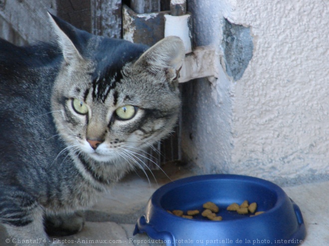 Photo de Chat domestique