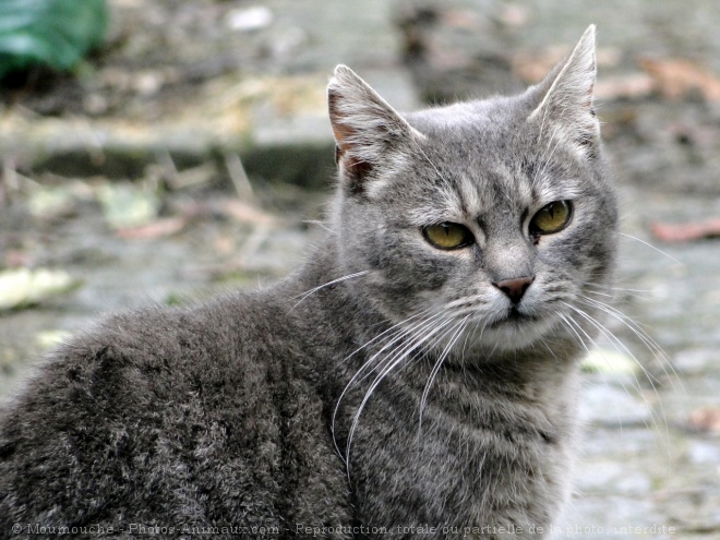 Photo de Chat domestique