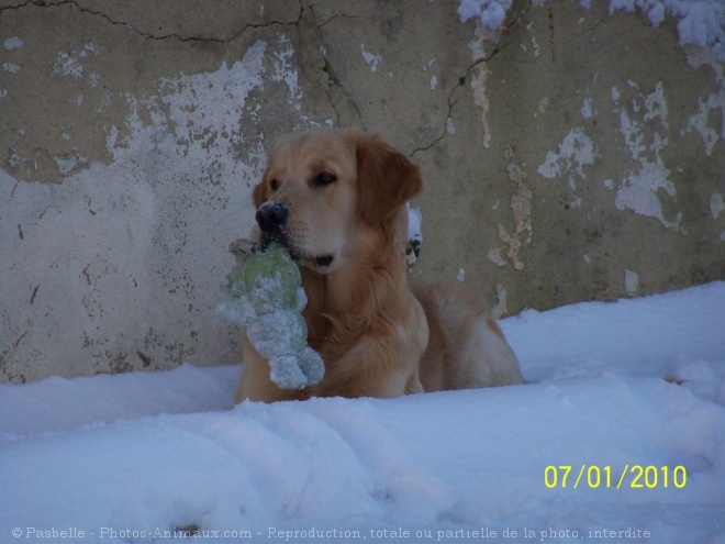 Photo de Golden retriever