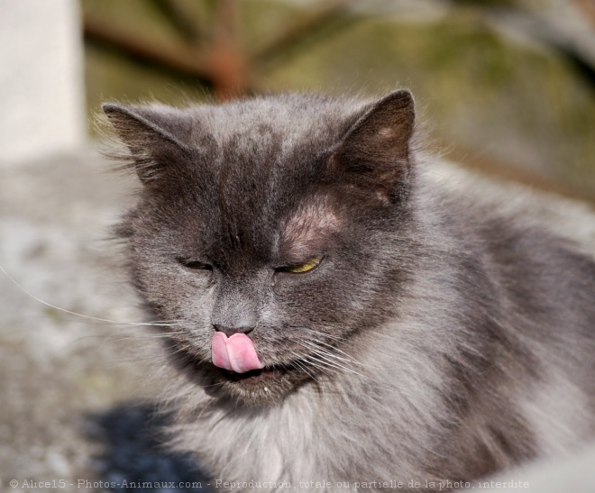 Photo de Chat domestique