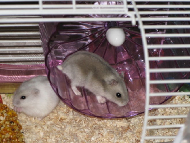 Photo de Hamster