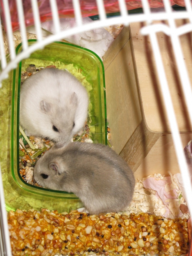 Photo de Hamster