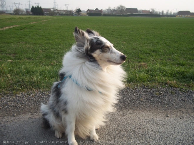 Photo de Chien de berger des shetland