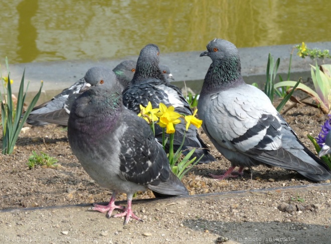 Photo de Pigeon