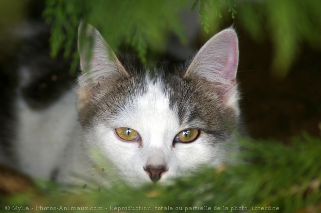 Photo de Chat domestique