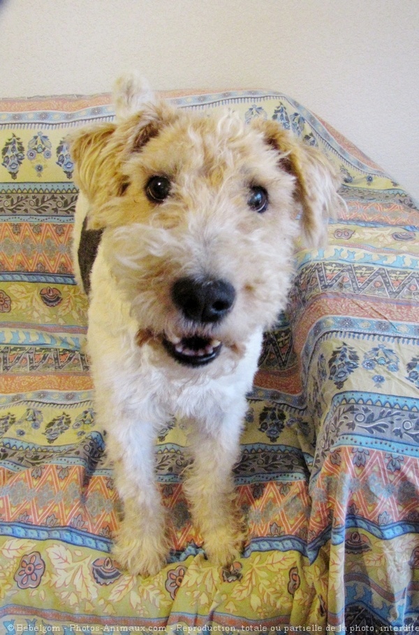 Photo de Fox terrier  poil dur