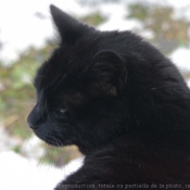 Photo de Chat domestique