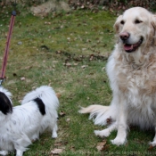 Photo de Races diffrentes