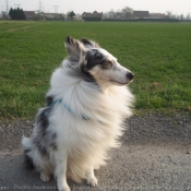 Photo de Chien de berger des shetland