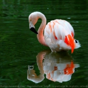 Photo de Flamand rose