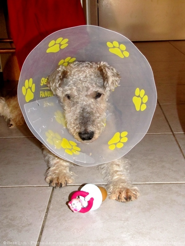 Photo de Fox terrier  poil dur