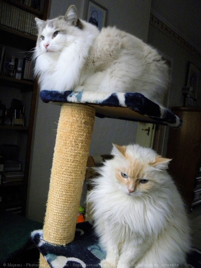 Photo de Ragdoll