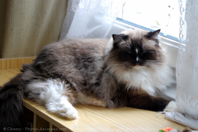 Photo de Ragdoll