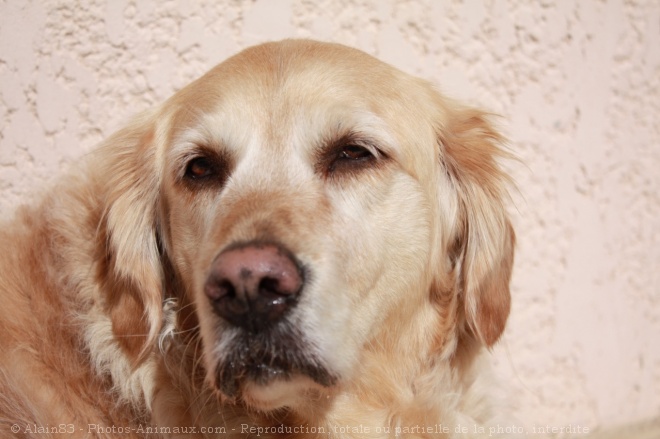 Photo de Golden retriever