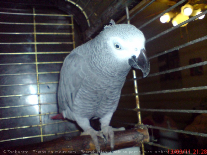 Photo de Perroquet - gris du gabon