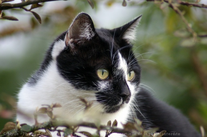 Photo de Chat domestique