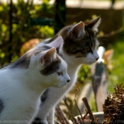 Photo de Chat domestique