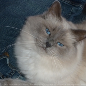 Photo de Ragdoll