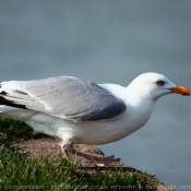 Photo de Mouette