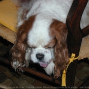 Photo de Cavalier king charles spaniel