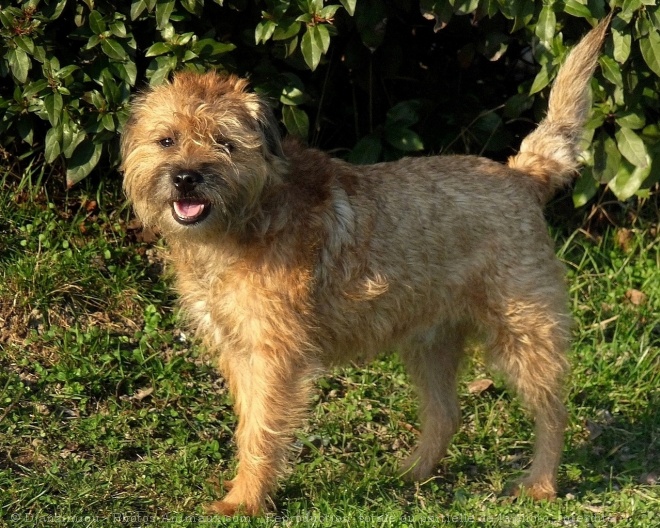 Photo de Border terrier