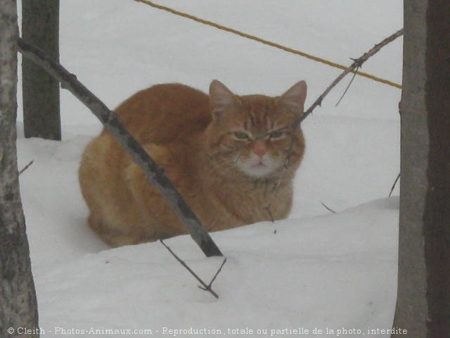 Photo de Chat domestique