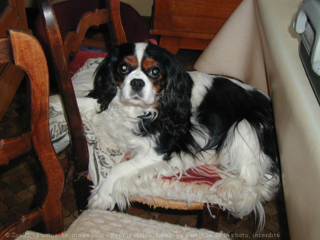 Photo de Cavalier king charles spaniel