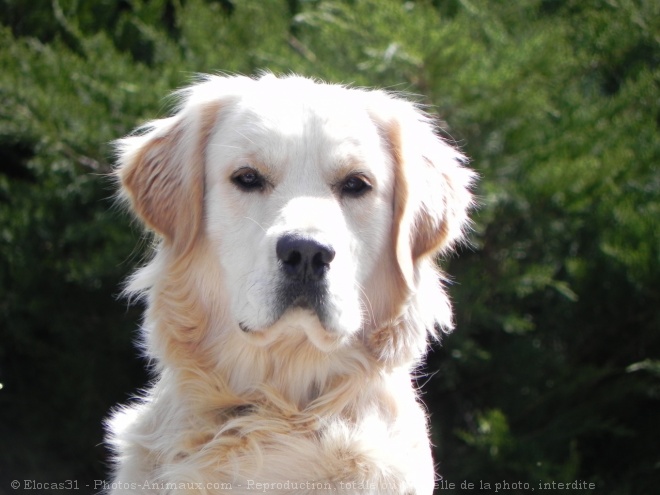 Photo de Golden retriever