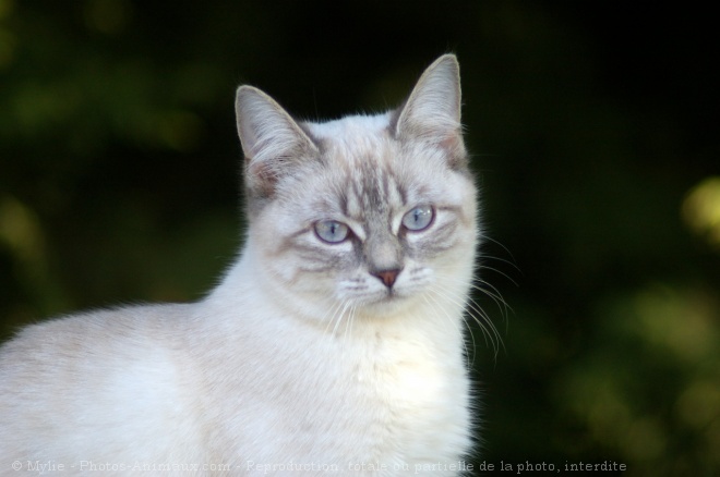 Photo de Chat domestique