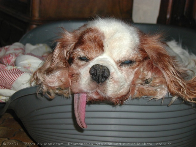 Photo de Cavalier king charles spaniel