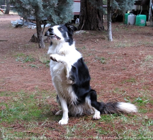 Photo de Border collie