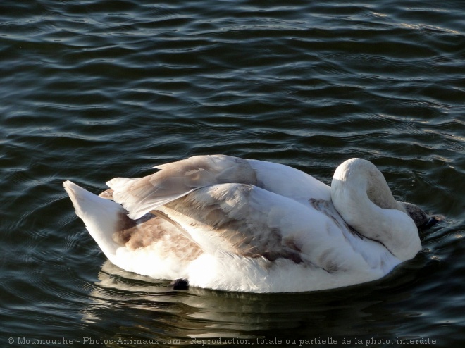 Photo de Cygne