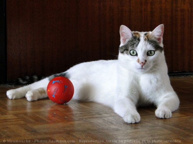 Photo de Chat domestique