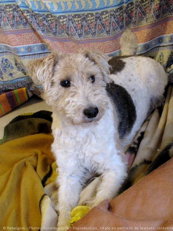 Photo de Fox terrier  poil dur